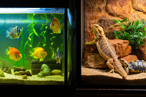 Aquaristik & Terraristik