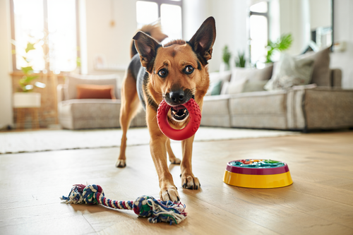 Hundespielzeug