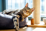 Katze