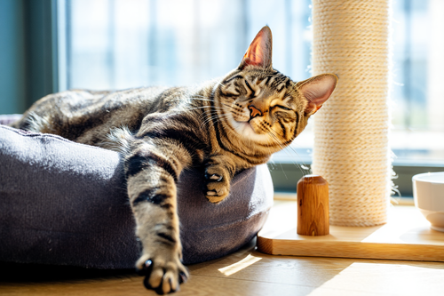 Katze