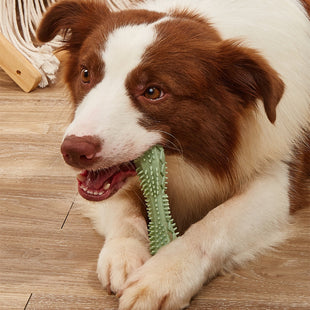 Hundespielzeug Kauknochen – robust & zahnpflegend