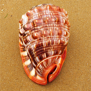 Seltene Riesen-Meeresschnecke – exklusives Natur-Unikat