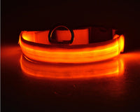 LED Hundehalsband – Sicher unterwegs bei Nacht