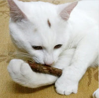 Matatabi-Sticks für Katzen – natürliche Zahnpflege & Spielspaß
