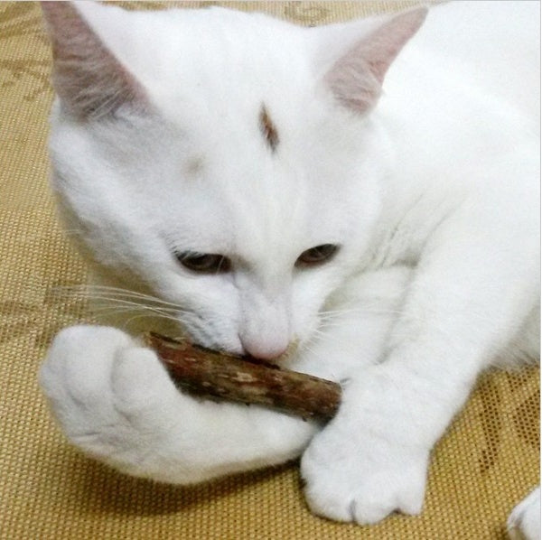 Matatabi-Sticks für Katzen – natürliche Zahnpflege & Spielspaß