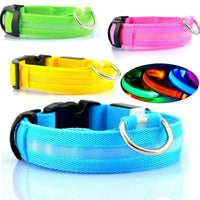 LED Hundehalsband – Sicher unterwegs bei Nacht