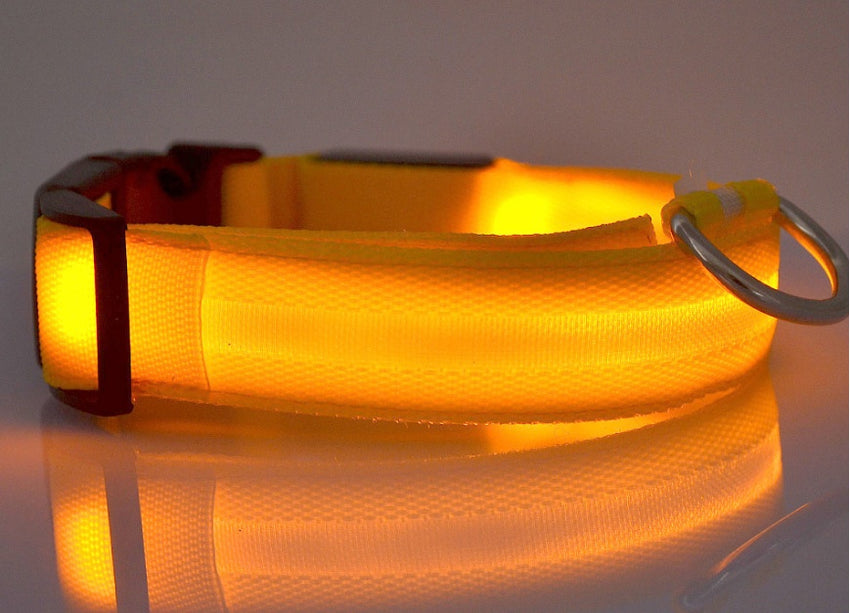 LED Hundehalsband – Sicher unterwegs bei Nacht