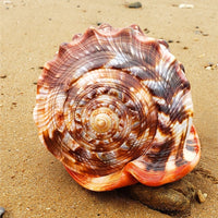 Seltene Riesen-Meeresschnecke – exklusives Natur-Unikat