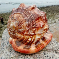 Seltene Riesen-Meeresschnecke – exklusives Natur-Unikat