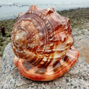 Seltene Riesen-Meeresschnecke – exklusives Natur-Unikat
