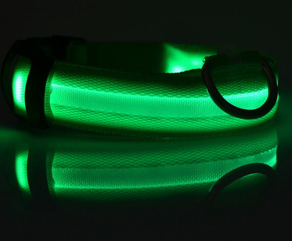 LED Hundehalsband – Sicher unterwegs bei Nacht
