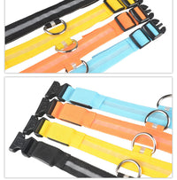 LED Hundehalsband – Sicher unterwegs bei Nacht
