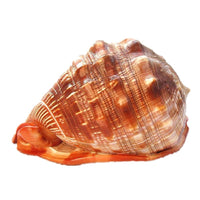 Seltene Riesen-Meeresschnecke – exklusives Natur-Unikat